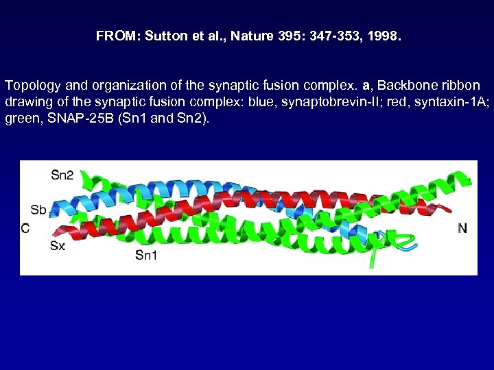 FROM: Sutton et al. , Nature 395: 347 -353, 1998. Topology and organization of