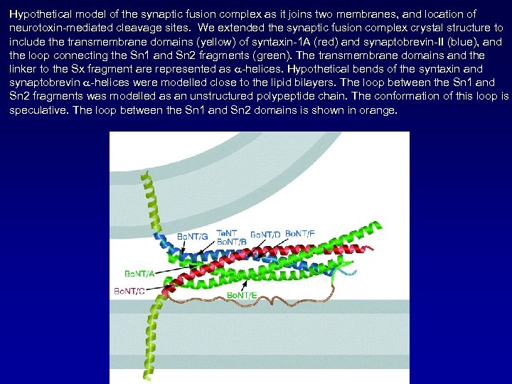 Hypothetical model of the synaptic fusion complex as it joins two membranes, and location