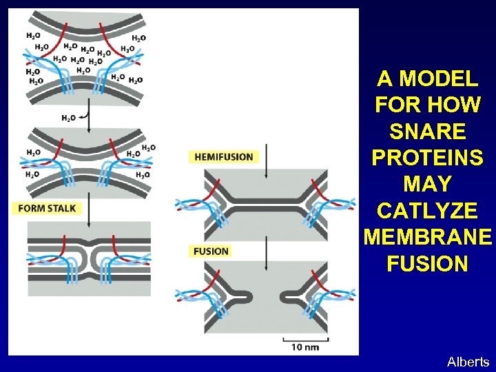 A MODEL FOR HOW SNARE PROTEINS MAY CATLYZE MEMBRANE FUSION Alberts 