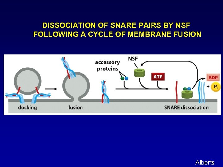 DISSOCIATION OF SNARE PAIRS BY NSF FOLLOWING A CYCLE OF MEMBRANE FUSION Alberts 