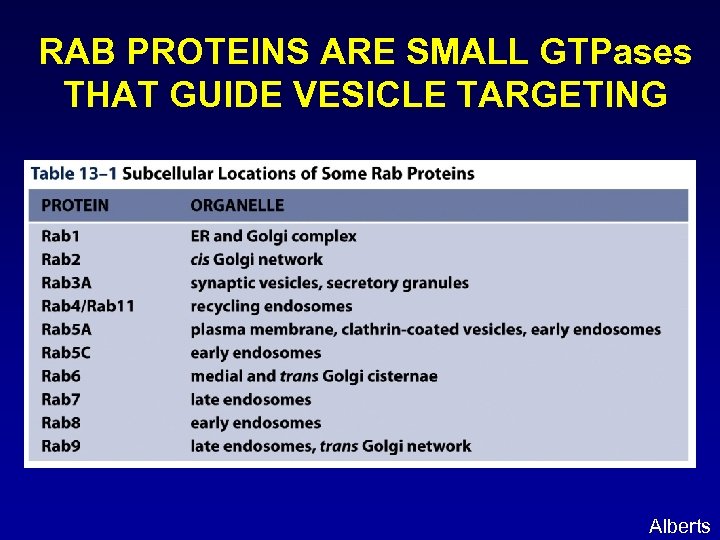 RAB PROTEINS ARE SMALL GTPases THAT GUIDE VESICLE TARGETING Alberts 