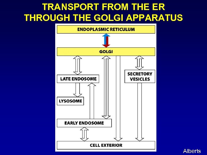 TRANSPORT FROM THE ER THROUGH THE GOLGI APPARATUS Alberts 