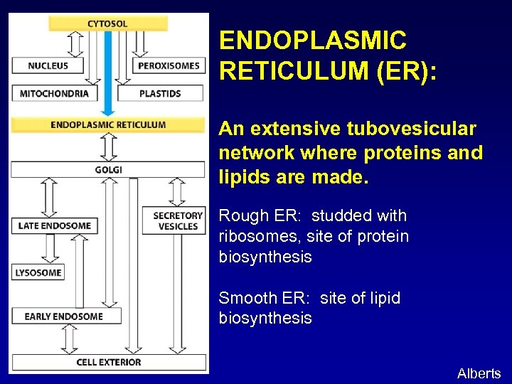 ENDOPLASMIC RETICULUM (ER): An extensive tubovesicular network where proteins and lipids are made. Rough