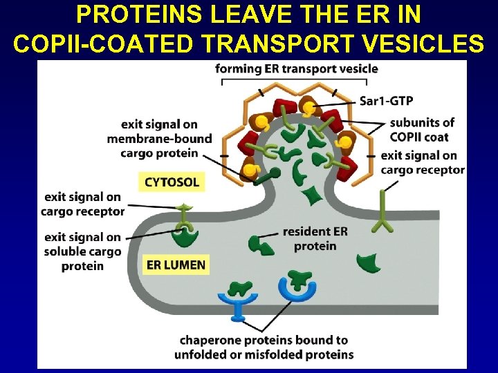 PROTEINS LEAVE THE ER IN COPII-COATED TRANSPORT VESICLES 