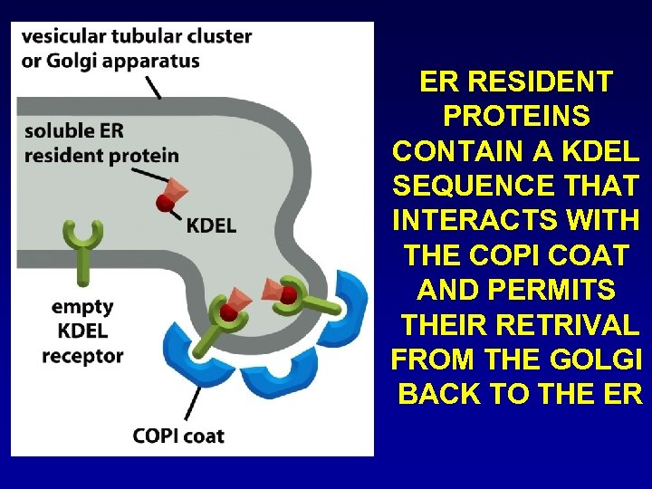 ER RESIDENT PROTEINS CONTAIN A KDEL SEQUENCE THAT INTERACTS WITH THE COPI COAT AND