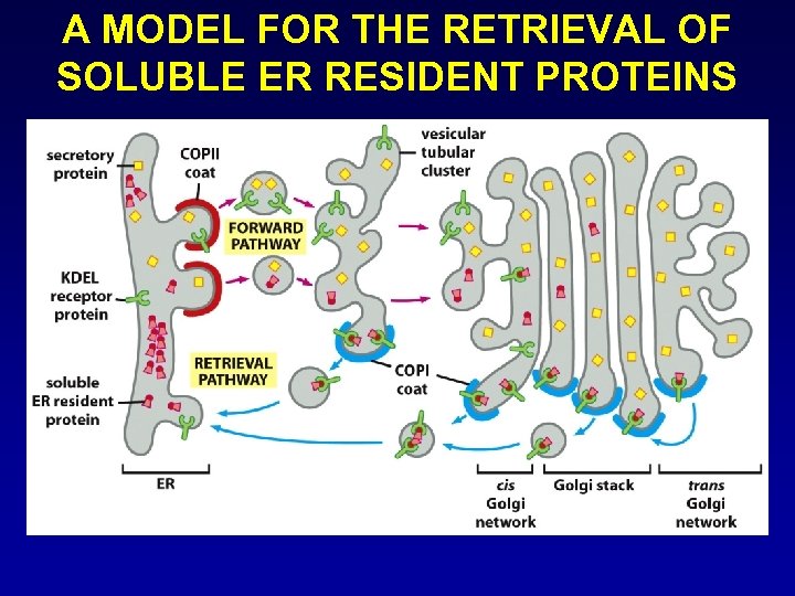 A MODEL FOR THE RETRIEVAL OF SOLUBLE ER RESIDENT PROTEINS 