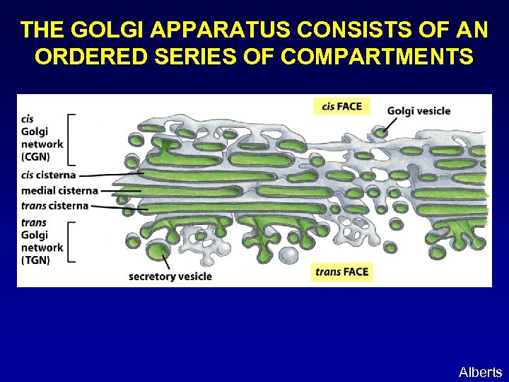 THE GOLGI APPARATUS CONSISTS OF AN ORDERED SERIES OF COMPARTMENTS Alberts 