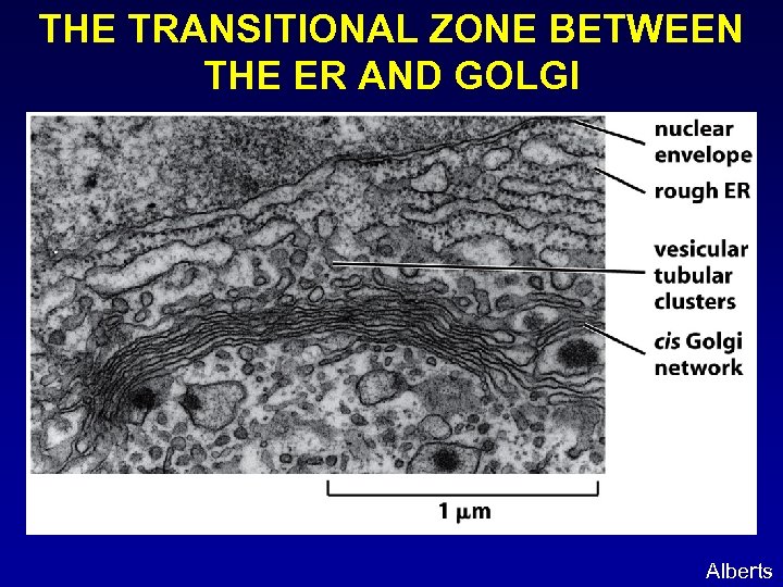 THE TRANSITIONAL ZONE BETWEEN THE ER AND GOLGI Alberts 