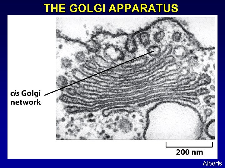 THE GOLGI APPARATUS Alberts 