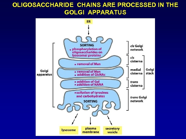 OLIGOSACCHARIDE CHAINS ARE PROCESSED IN THE GOLGI APPARATUS 