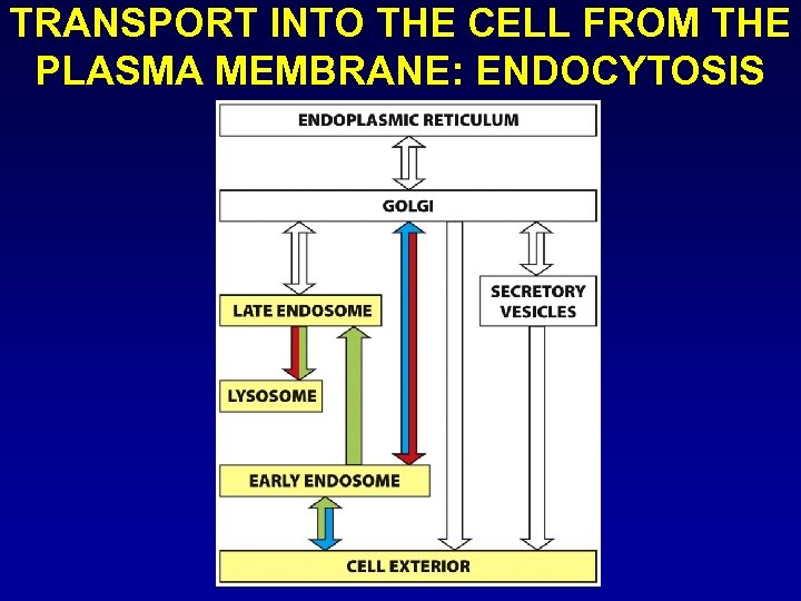 TRANSPORT INTO THE CELL FROM THE PLASMA MEMBRANE: ENDOCYTOSIS 