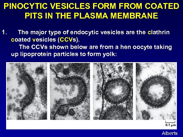 PINOCYTIC VESICLES FORM FROM COATED PITS IN THE PLASMA MEMBRANE 1. The major type