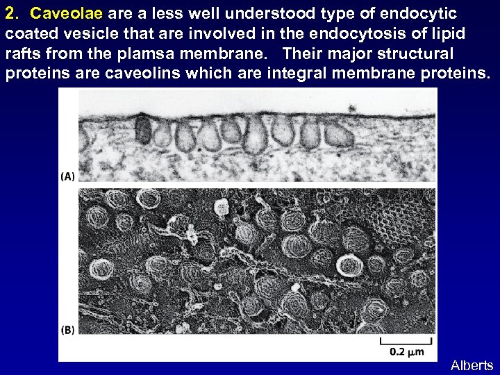 2. Caveolae are a less well understood type of endocytic coated vesicle that are