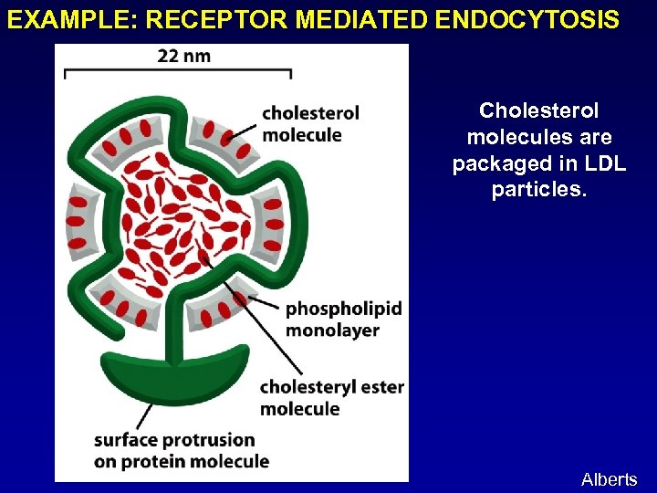 EXAMPLE: RECEPTOR MEDIATED ENDOCYTOSIS Cholesterol molecules are packaged in LDL particles. Alberts 