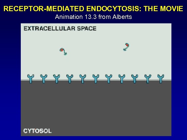 RECEPTOR-MEDIATED ENDOCYTOSIS: THE MOVIE Animation 13. 3 from Alberts 