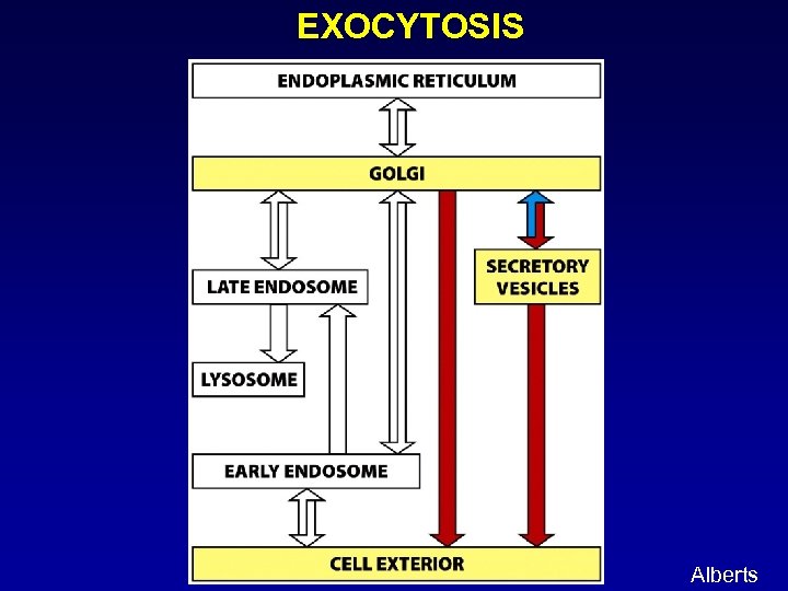 EXOCYTOSIS Alberts 