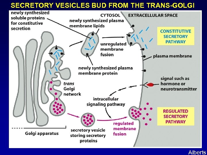 SECRETORY VESICLES BUD FROM THE TRANS-GOLGI Alberts 