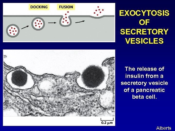 EXOCYTOSIS OF SECRETORY VESICLES The release of insulin from a secretory vesicle of a