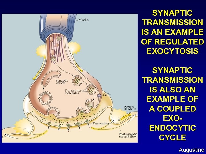 SYNAPTIC TRANSMISSION IS AN EXAMPLE OF REGULATED EXOCYTOSIS SYNAPTIC TRANSMISSION IS ALSO AN EXAMPLE