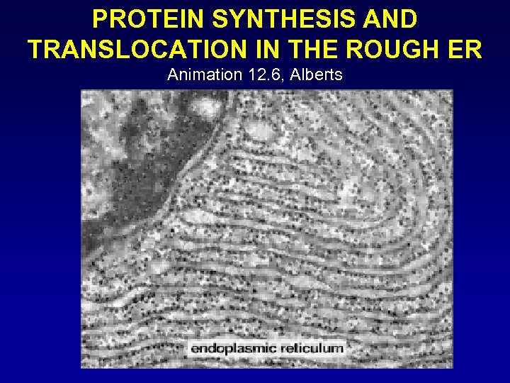 PROTEIN SYNTHESIS AND TRANSLOCATION IN THE ROUGH ER Animation 12. 6, Alberts 