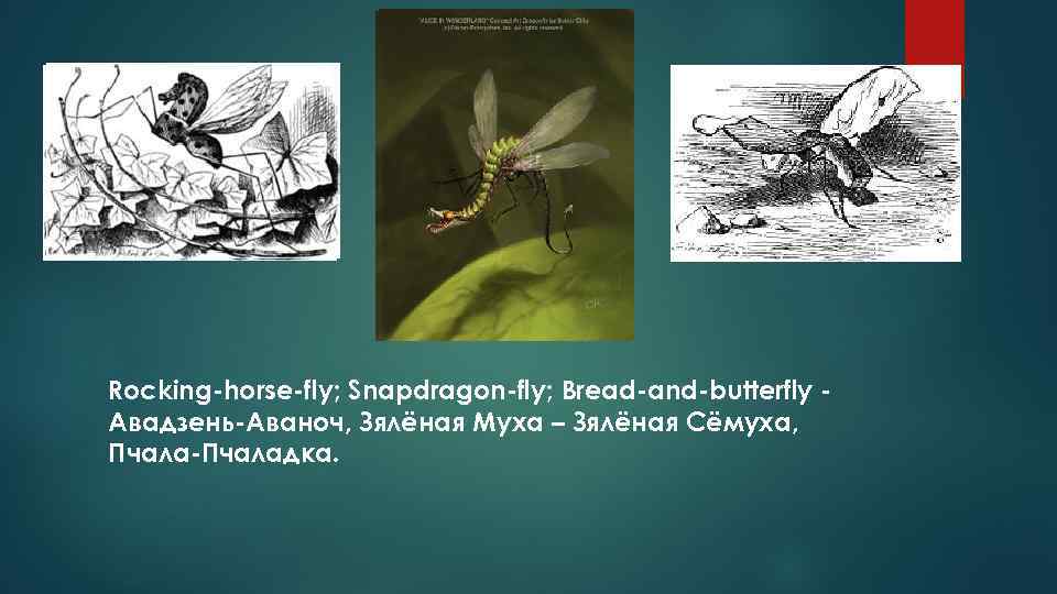 Rocking-horse-fly; Snapdragon-fly; Bread-and-butterfly Авадзень-Аваноч, Зялёная Муха – Зялёная Сёмуха, Пчала-Пчаладка. 