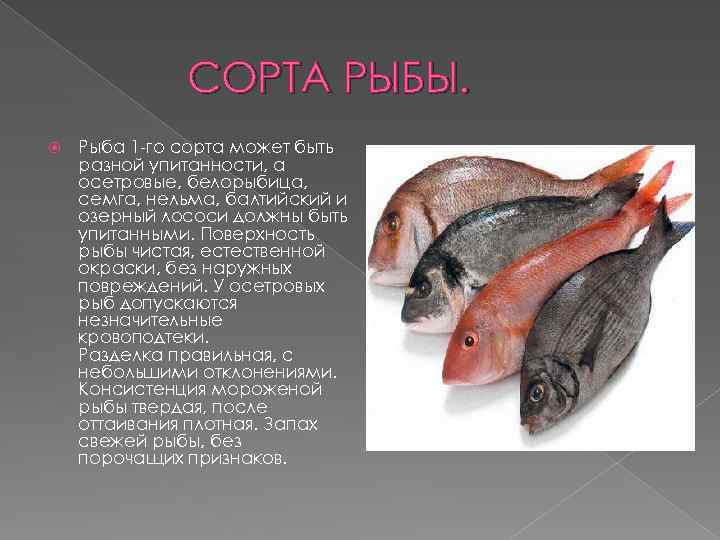 СОРТА РЫБЫ. Рыба 1 -го сорта может быть разной упитанности, а осетровые, белорыбица, семга,
