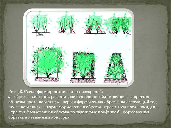 Рис. 58. Схема формирования живых изгородей: а обрезка растений, развивающих сплошное облиствение: 1 короткая