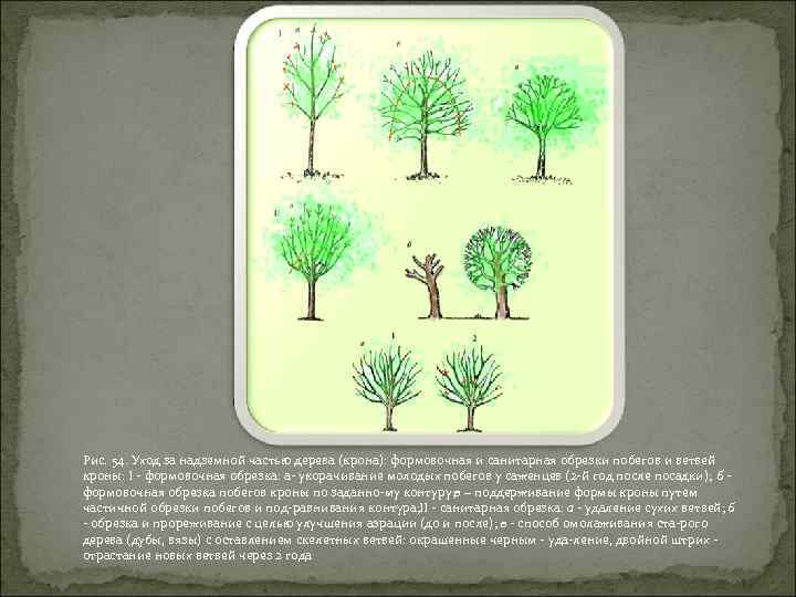 Рис. 54. Уход за надземной частью дерева (крона): формовочная и санитарная обрезки побегов и