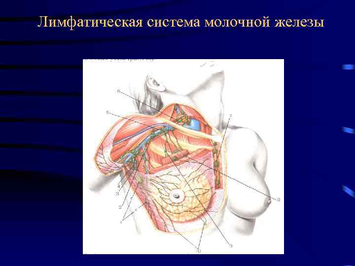  Лимфатическая система молочной железы 