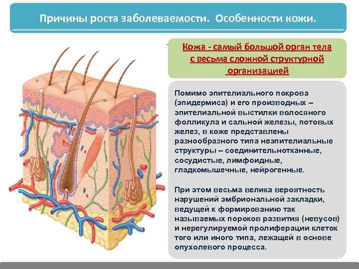 Причины роста заболеваемости. Особенности кожи. Кожа - самый большой орган тела с весьма сложной