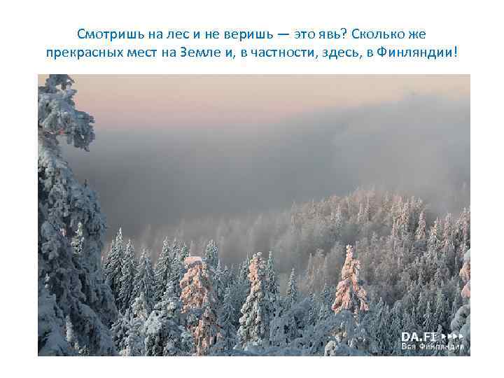Смотришь на лес и не веришь — это явь? Сколько же прекрасных мест на