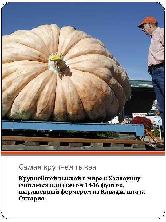 Самая крупная тыква Крупнейшей тыквой в мире к Хэллоуину считается плод весом 1446 фунтов,