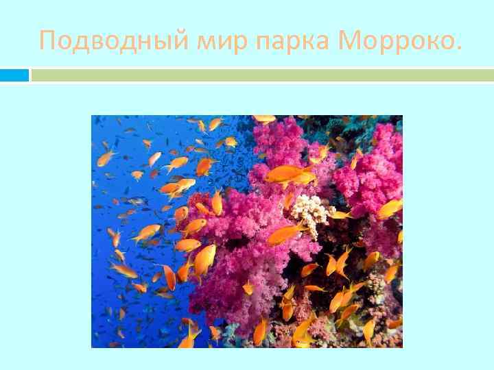 Подводный мир парка Морроко. 