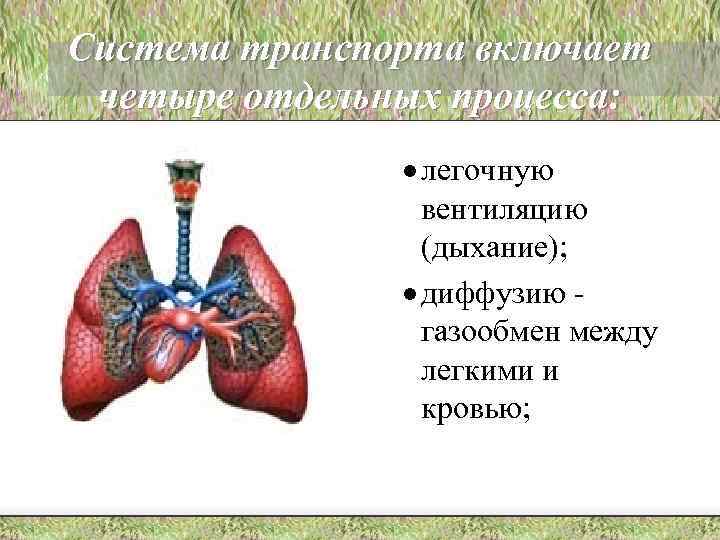 Система транспорта включает четыре отдельных процесса: · легочную вентиляцию (дыхание); · диффузию газообмен между