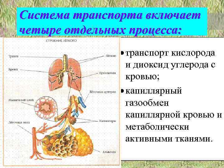 Система транспорта включает четыре отдельных процесса: · транспорт кислорода и диоксид углерода с кровью;