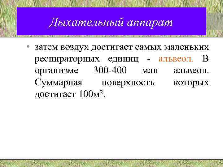 Дыхательный аппарат • затем воздух достигает самых маленьких респираторных единиц - альвеол. В организме