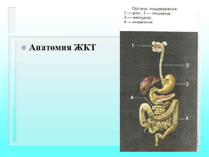 n Анатомия ЖКТ 