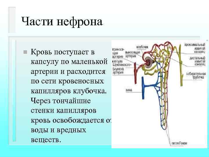 Части нефрона n Кровь поступает в капсулу по маленькой артерии и расходится по сети