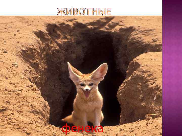 фенека 