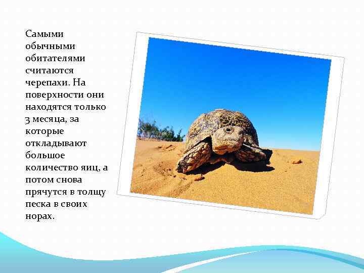 Самыми обычными обитателями считаются черепахи. На поверхности они находятся только 3 месяца, за которые