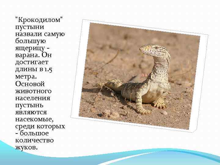 "Крокодилом" пустыни назвали самую большую ящерицу варана. Он достигает длины в 1. 5 метра.
