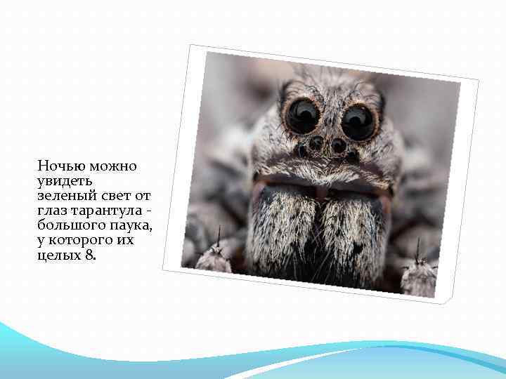 Ночью можно увидеть зеленый свет от глаз тарантула большого паука, у которого их целых