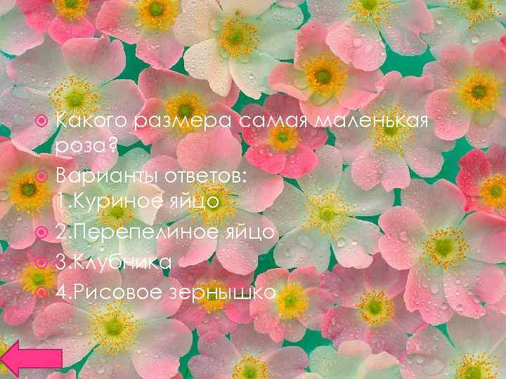 Какого размера самая маленькая роза? Варианты ответов: 1. Куриное яйцо 2. Перепелиное яйцо 3.