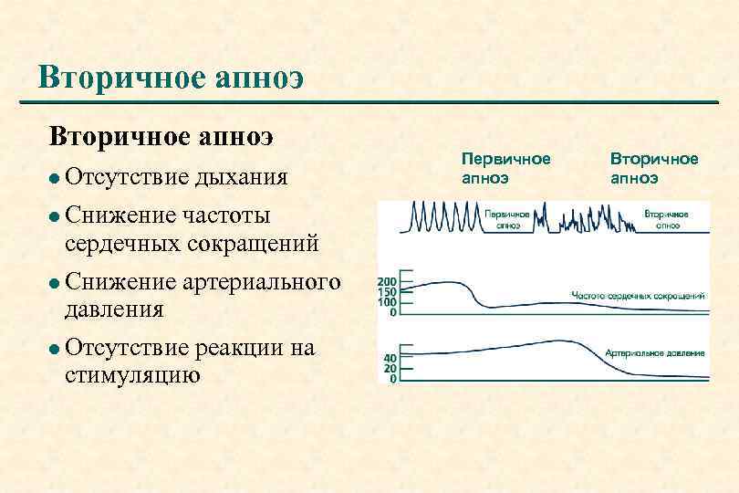 Вторичное апноэ l Отсутствие l Снижение дыхания частоты сердечных сокращений l Снижение артериального давления