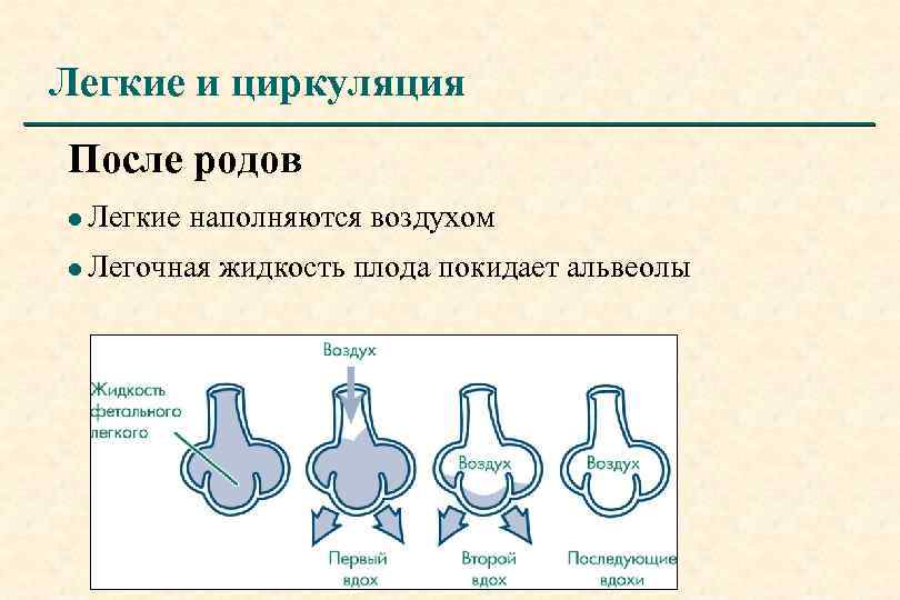 Схема первого вдоха новорожденного