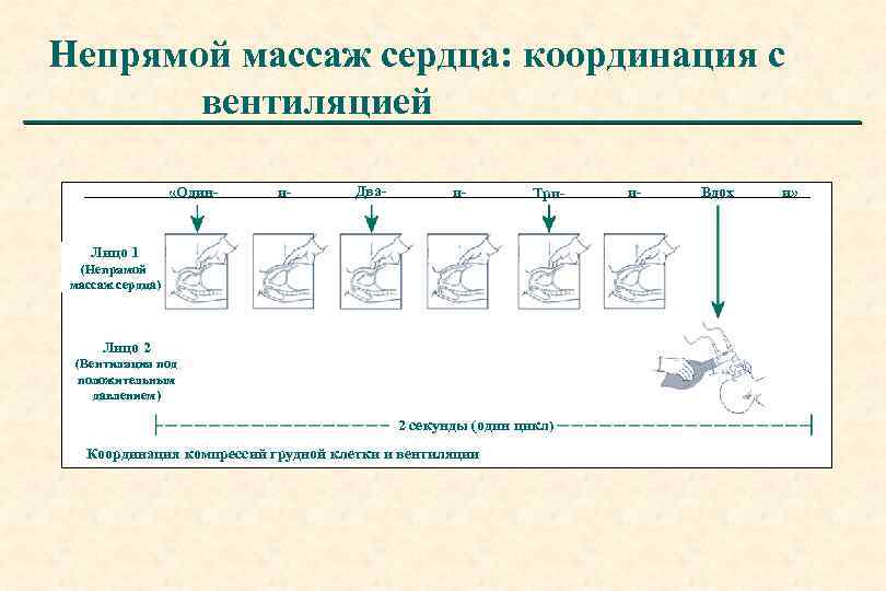 Непрямой массаж сердца: координация с вентиляцией «Один- и- Два- и- Три- Лицо 1 (Непрямой