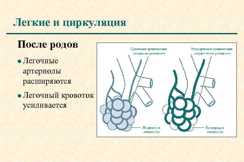 Легкие и циркуляция После родов l Легочные артериолы расширяются l Легочный кровоток усиливается 