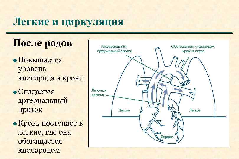 Легкие и циркуляция После родов l Повышается уровень кислорода в крови l Спадается артериальный