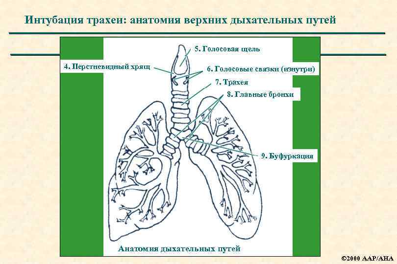 Интубация трахеи: анатомия верхних дыхательных путей 5. Голосовая щель 4. Перстневидный хрящ 6. Голосовые