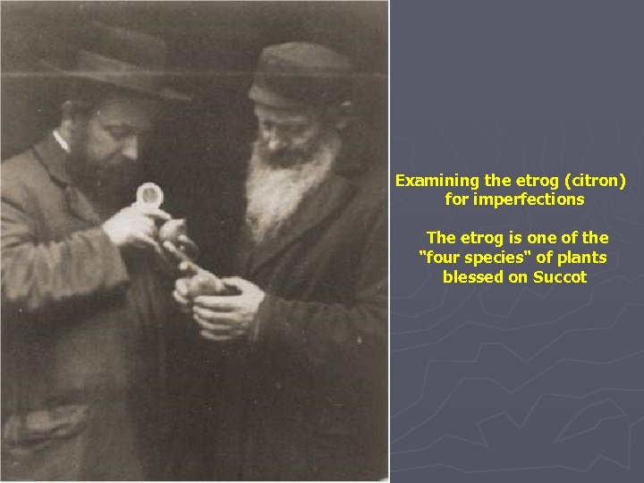 Examining the etrog (citron) for imperfections The etrog is one of the 